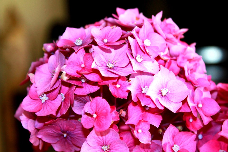 perfect Pink