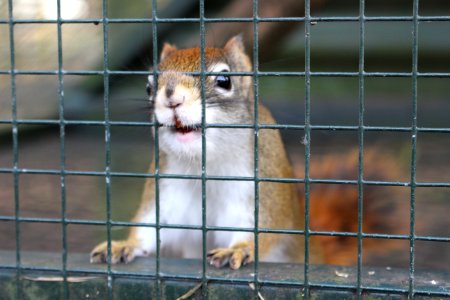 Squirrel