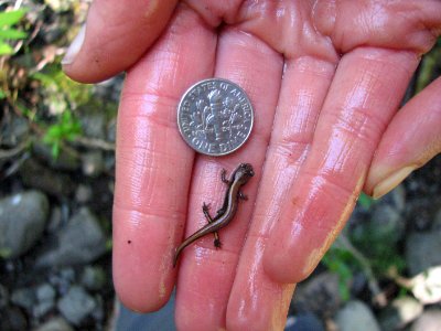 2019 Olympic Tiny western red-backed salamander by Betsy Howell.