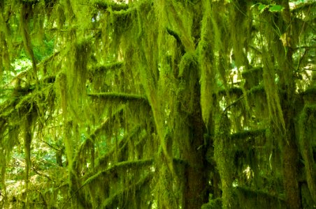 Moss Covered Tree, Willamette National Forest photo