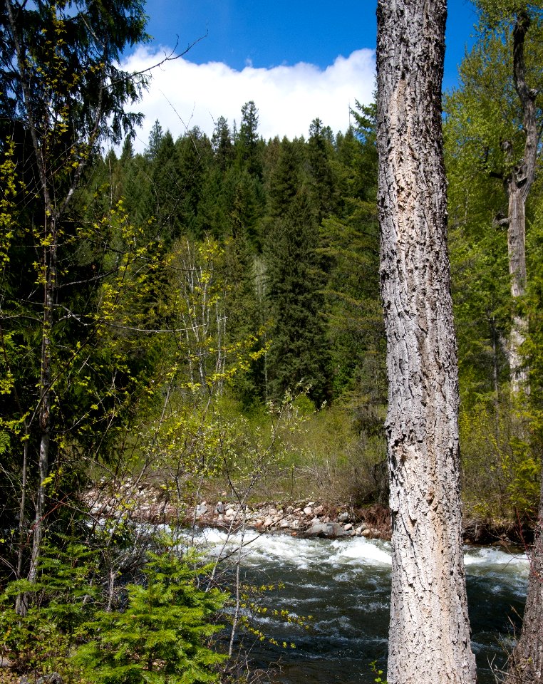 Sheep Creek, Colville National Forest