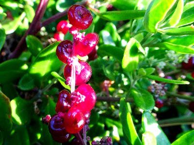Red winter berries