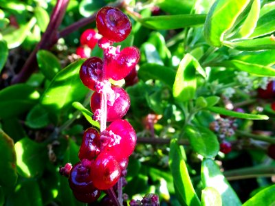 Red winter berries photo