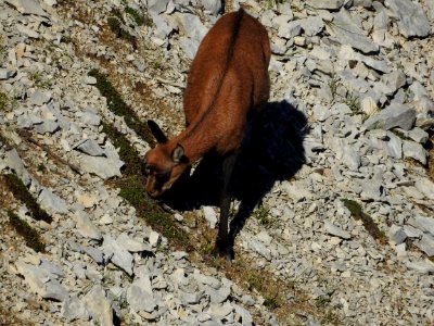 Chamois  ayant perdu  ses  cornes  Mt Ventoux nord