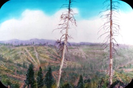 250173 Skidder Trails in Logged Area, South of Bend, OR 1930