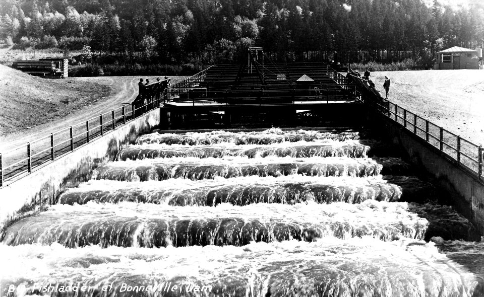 B-18 Fish Ladder at Bonneville Dam