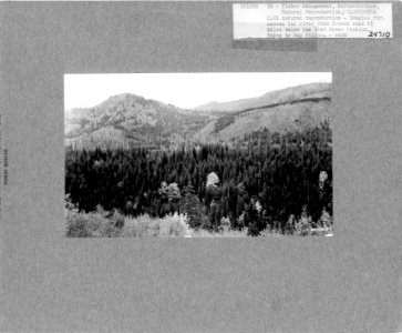 321003 Natural Reproduction Below Wind River RS, Columbia NF, WA 1936