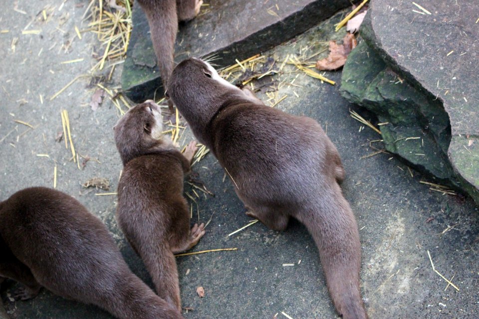 Oriental small-clawed otter