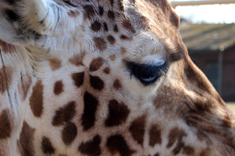 Giraffe