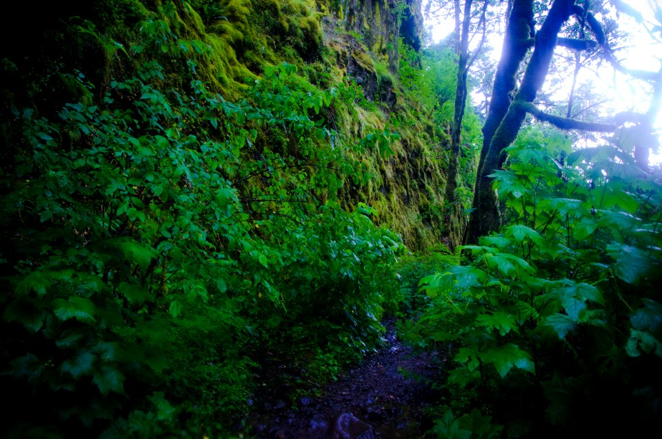 Oneonta Falls Trail during Storm-Columbia River Gorge