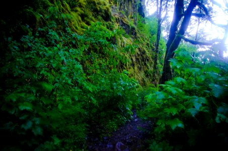 Oneonta Falls Trail during Storm-Columbia River Gorge