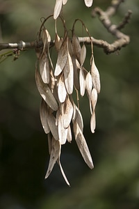 Plant branch Free photos