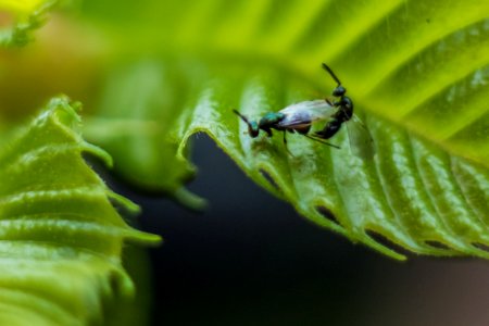 Torymus Sinensis in copula