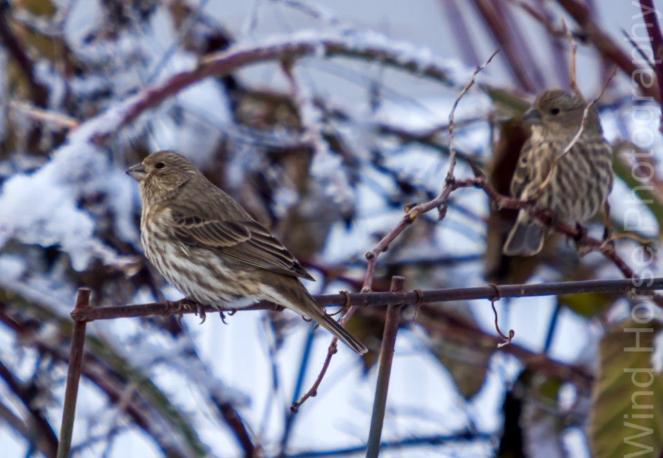 122515 Bird Feeder WH-23