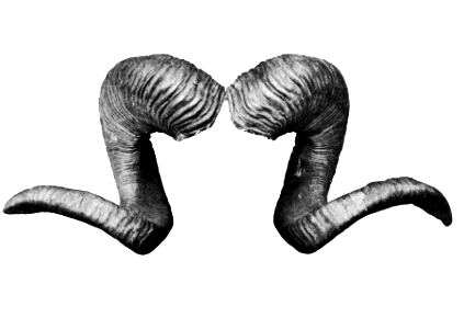 RAMS HORNS #1