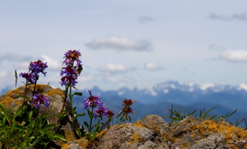 Lupine Wildflowers at Kelly Butte, Mt Baker Snoqualmie National Forest photo