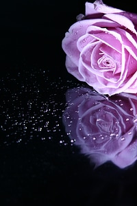 Flower pink flowers photo