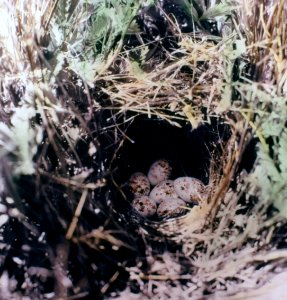 234224 Western Meadowlark Nest & Eggs, Fremont NF