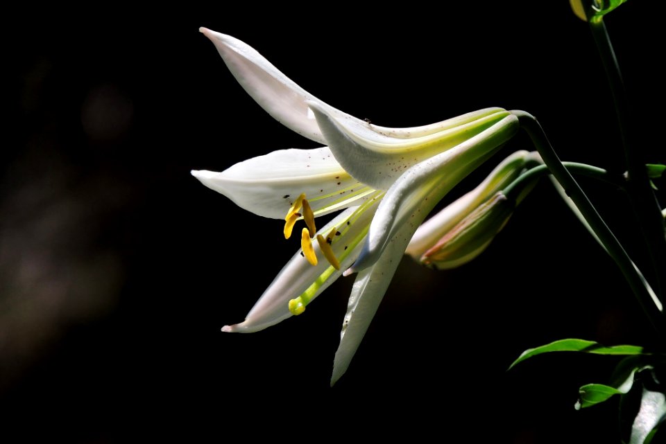 Washington Lily, Olympic National Forest