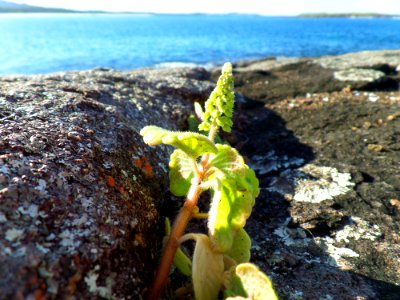 New growth on the rocks photo