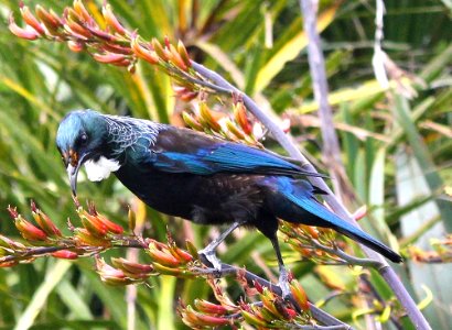 The Enigmatic Tui