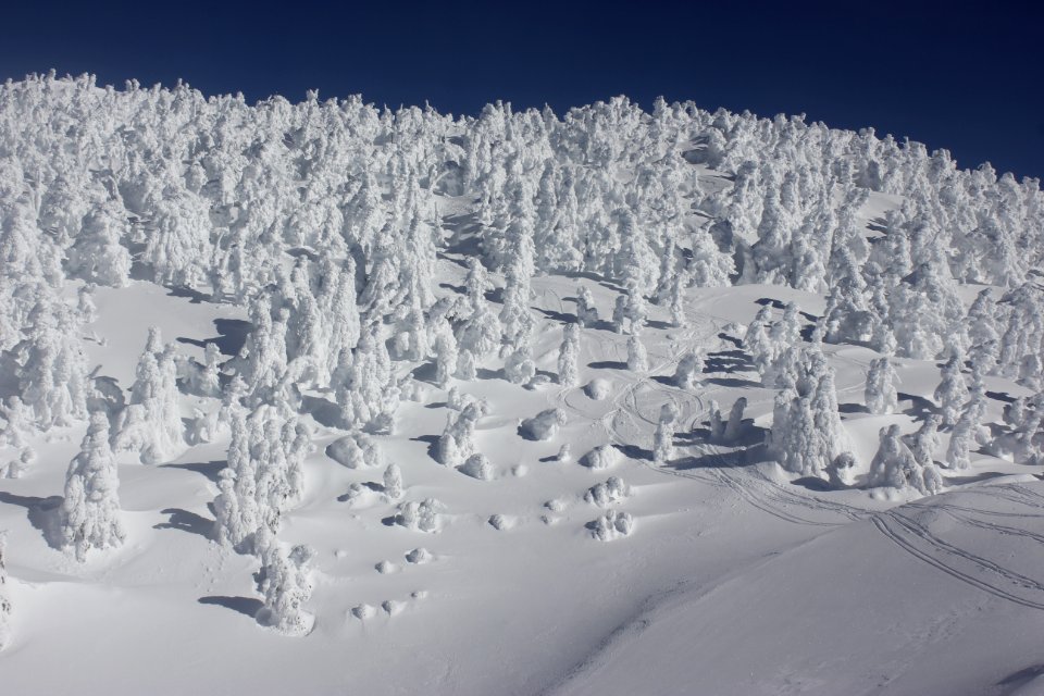 Frozen trees at the summit of Maiden Peak on the Willamette National Forest on the Willamette National Forest