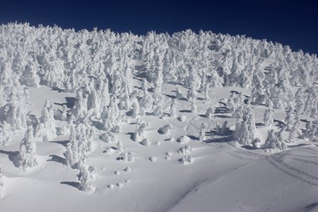 Frozen trees at the summit of Maiden Peak on the Willamette National Forest on the Willamette National Forest
