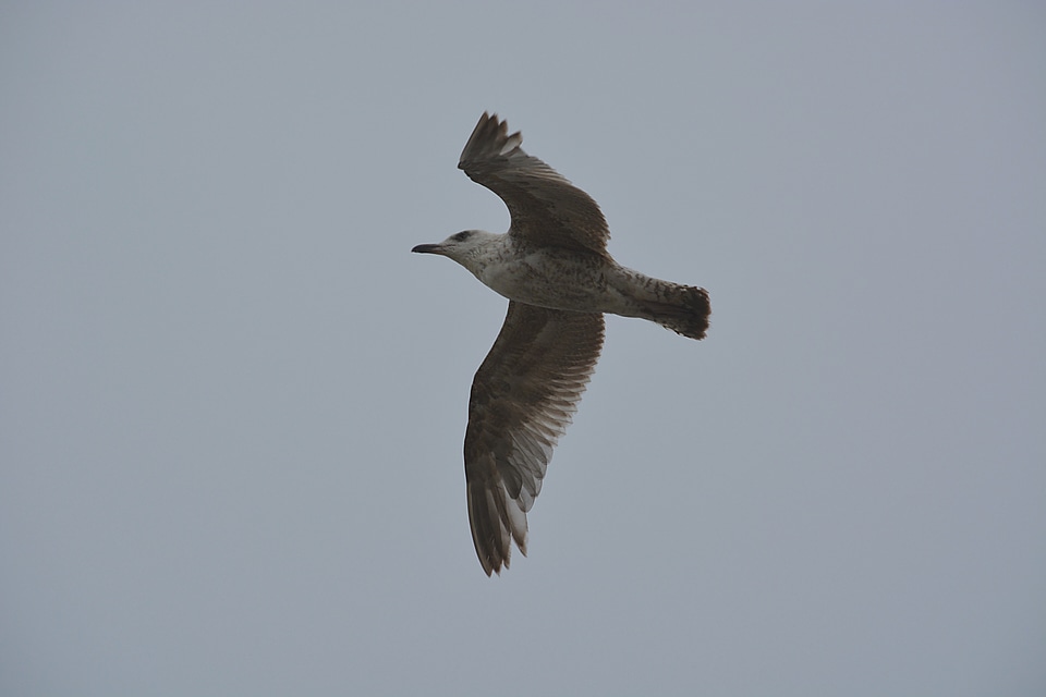 Sea ​​bird nature sea