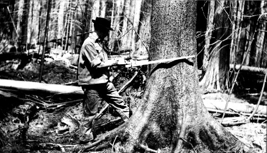 Olympic NF - Checking DBH near Hamilton, Washington c1905