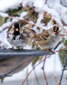 122515 Bird Feeder WH