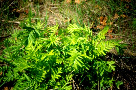 Western Sword Fern Detail-Columbia River Gorge photo