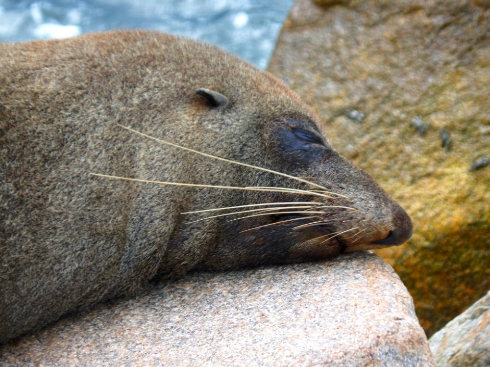 Sleepy Australian Fur Seal