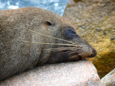 Sleepy Australian Fur Seal photo