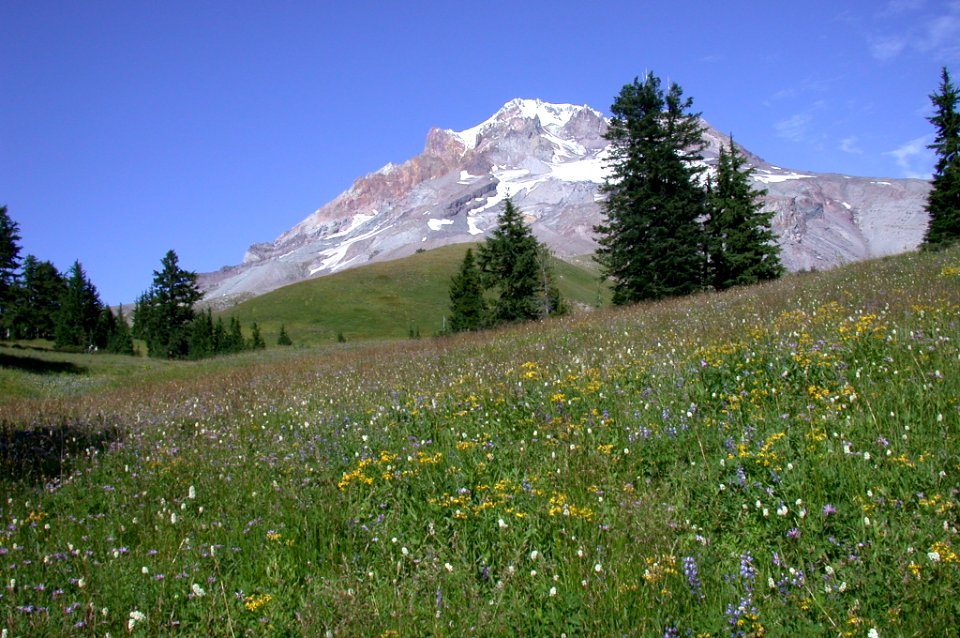 Paradise Park Wildflowers-Mt Hood