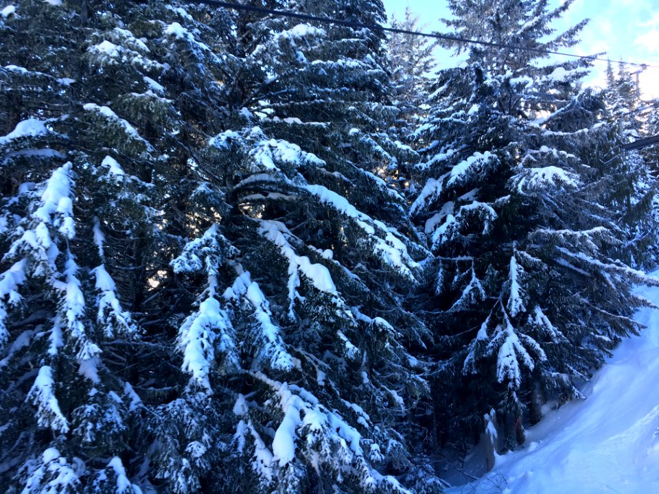Snow Covered Trees at Crystal Mountain, Mt Baker Snoqualmie National Forest