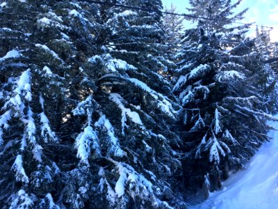 Snow Covered Trees at Crystal Mountain, Mt Baker Snoqualmie National Forest photo