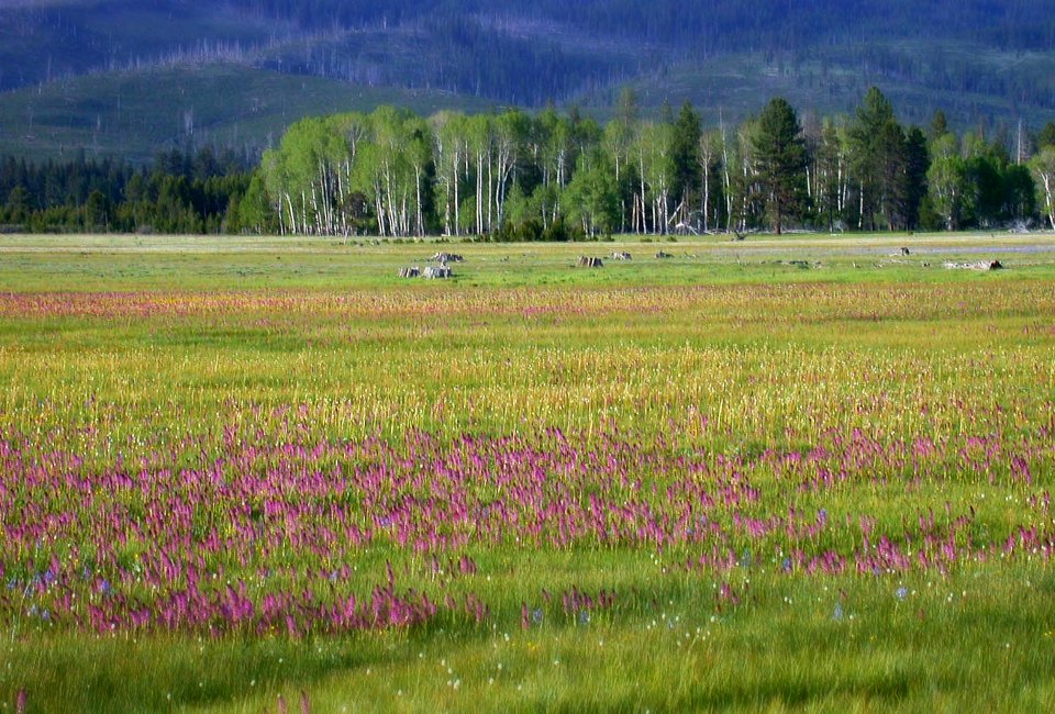 Wildflowers at Logan Valley-Malheur