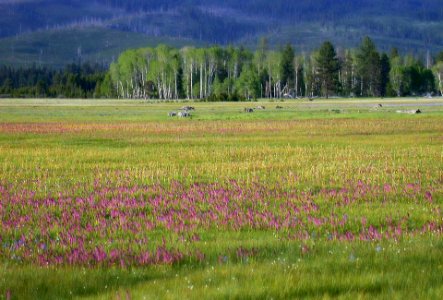 Wildflowers at Logan Valley-Malheur