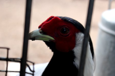 Pheasant