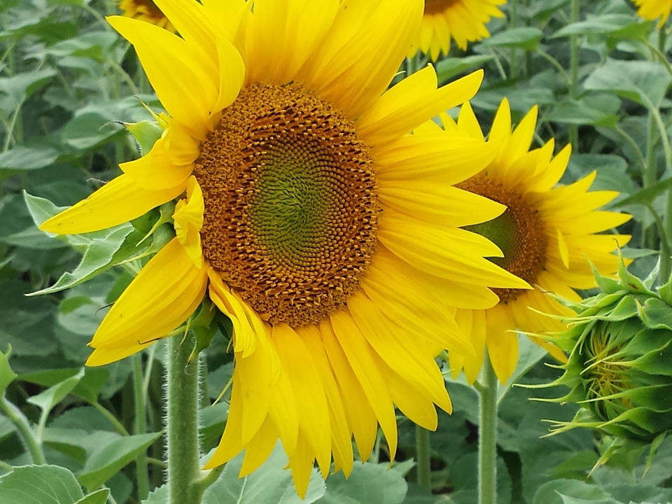 Flowers sunflower field