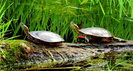 Turtles at Steigerwald Wildlife Refuge