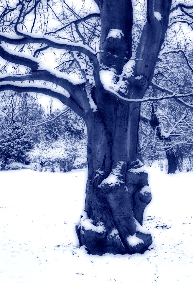 Knorriger Baum - kalt-orton