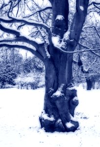 Knorriger Baum - kalt-orton