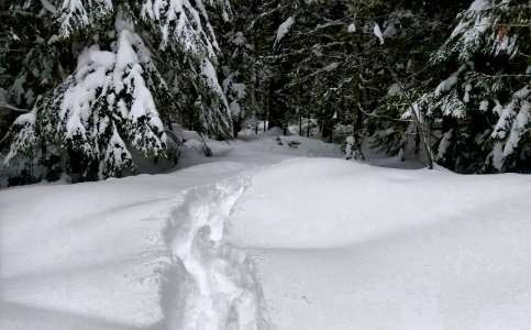 2019-Feb-deLeon-ColvilleNF-49DegNorth-snow-investigation-tracks photo