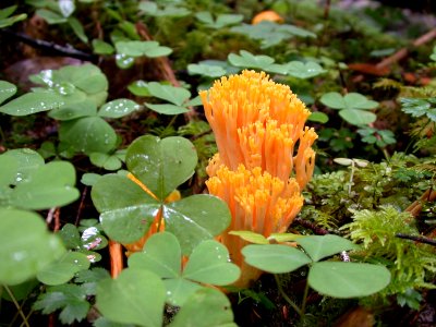 Orange Coral Fungus, Olympic National Forest