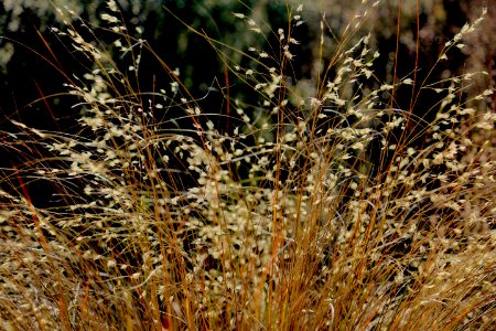 harvest of the sun