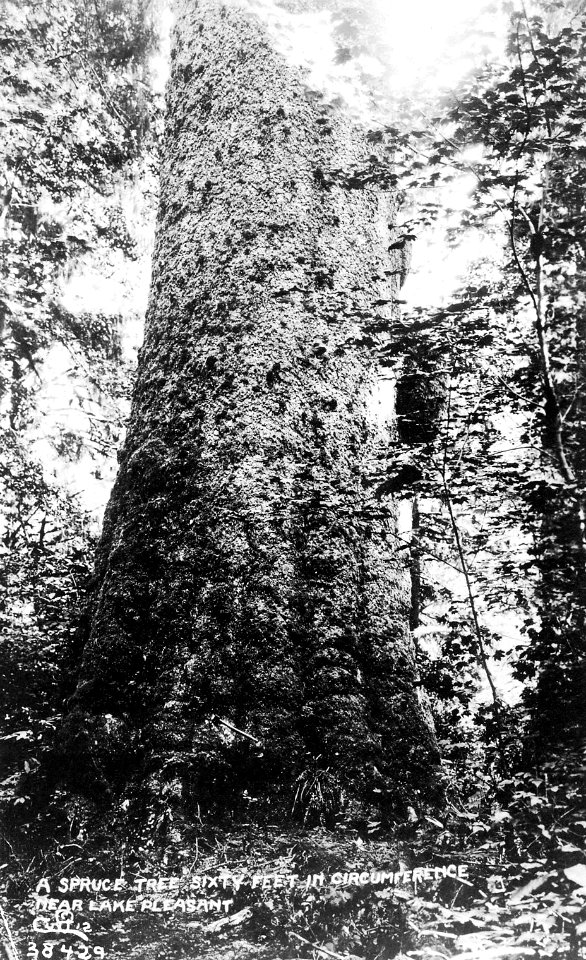 38429 A Spruce Tree...Near Lake Pleasant - Curtis Photo