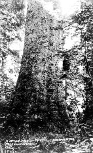 38429 A Spruce Tree...Near Lake Pleasant - Curtis Photo