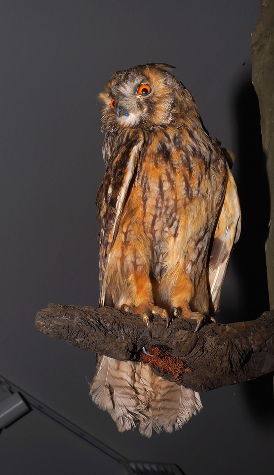 Stuffed nocturnal view
