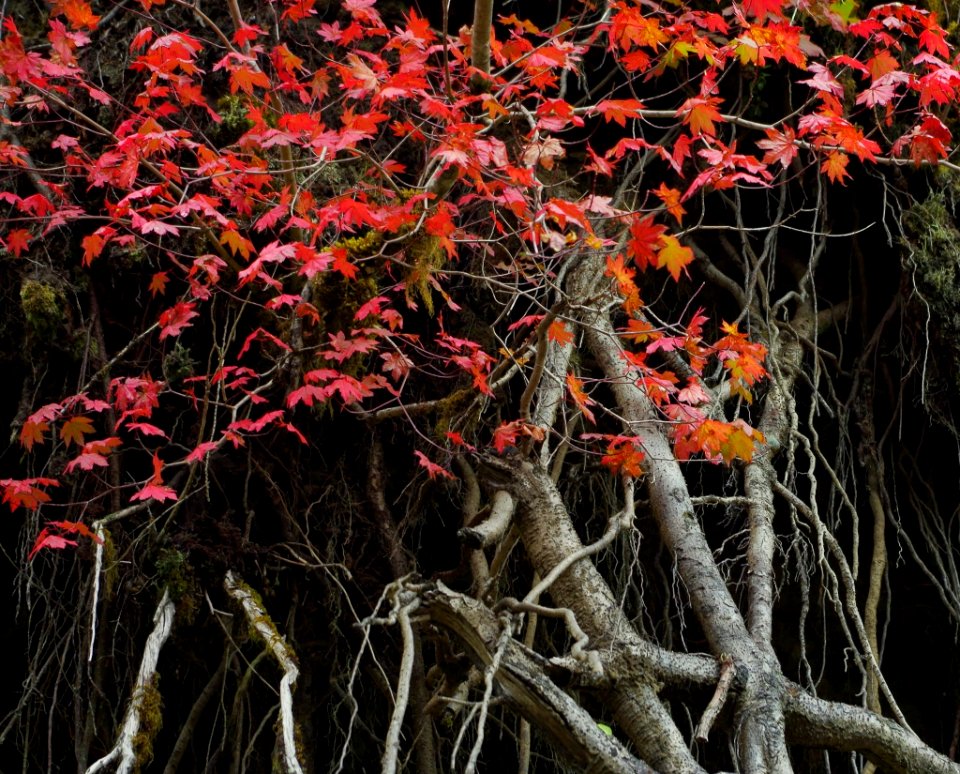 Roots and red fall leaves on the West Fork of the Humptulips Trail, Olympic National Forest